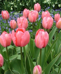 Tulpen Salmon Impression